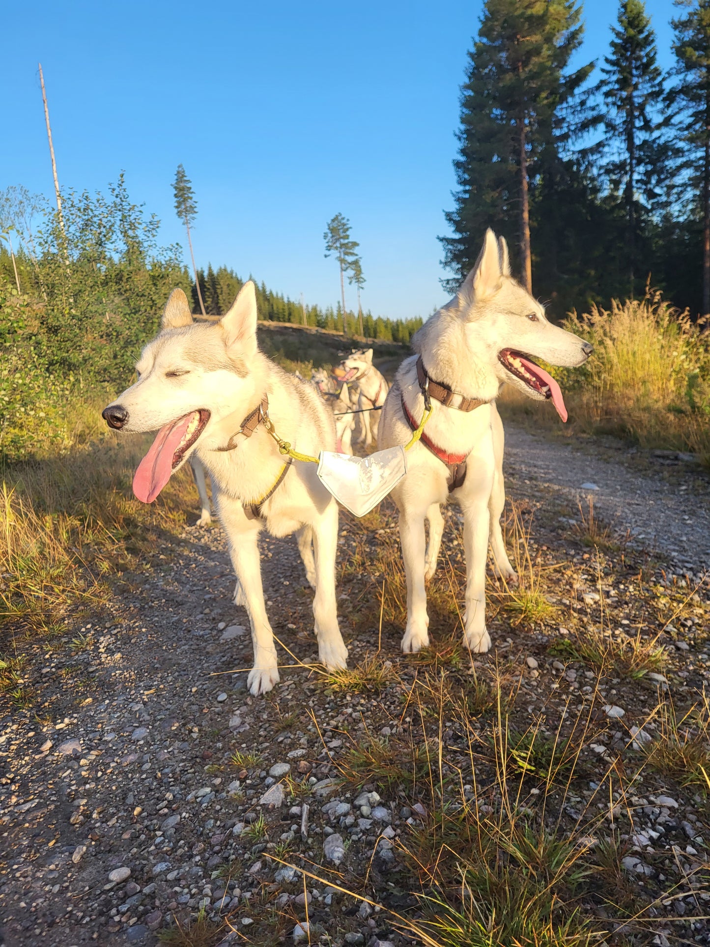 Refleks flagg til nakkeline