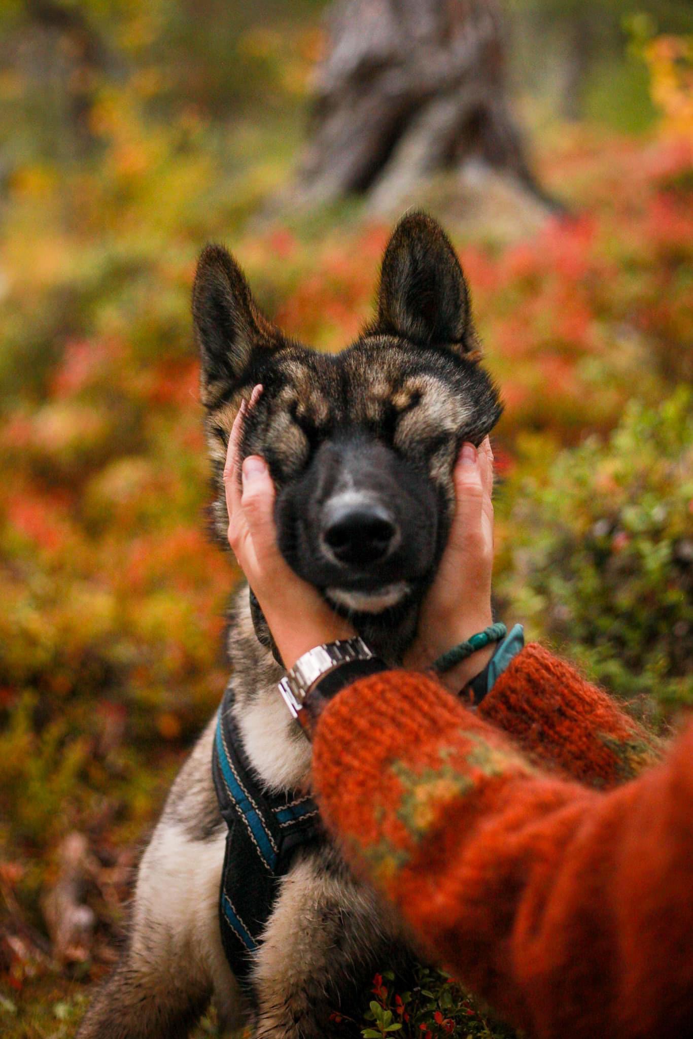 Kennel besøk