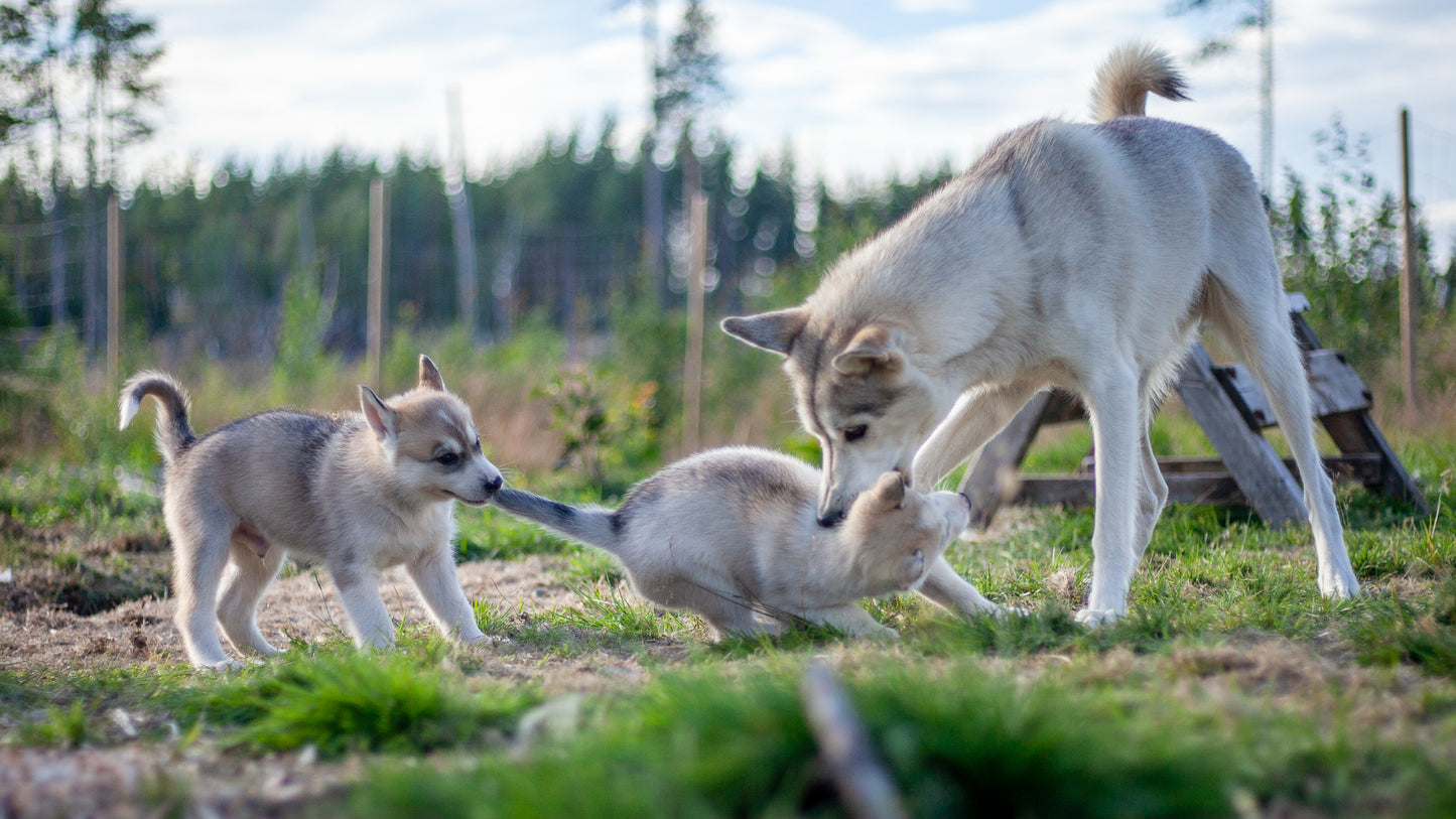Kennel besøk
