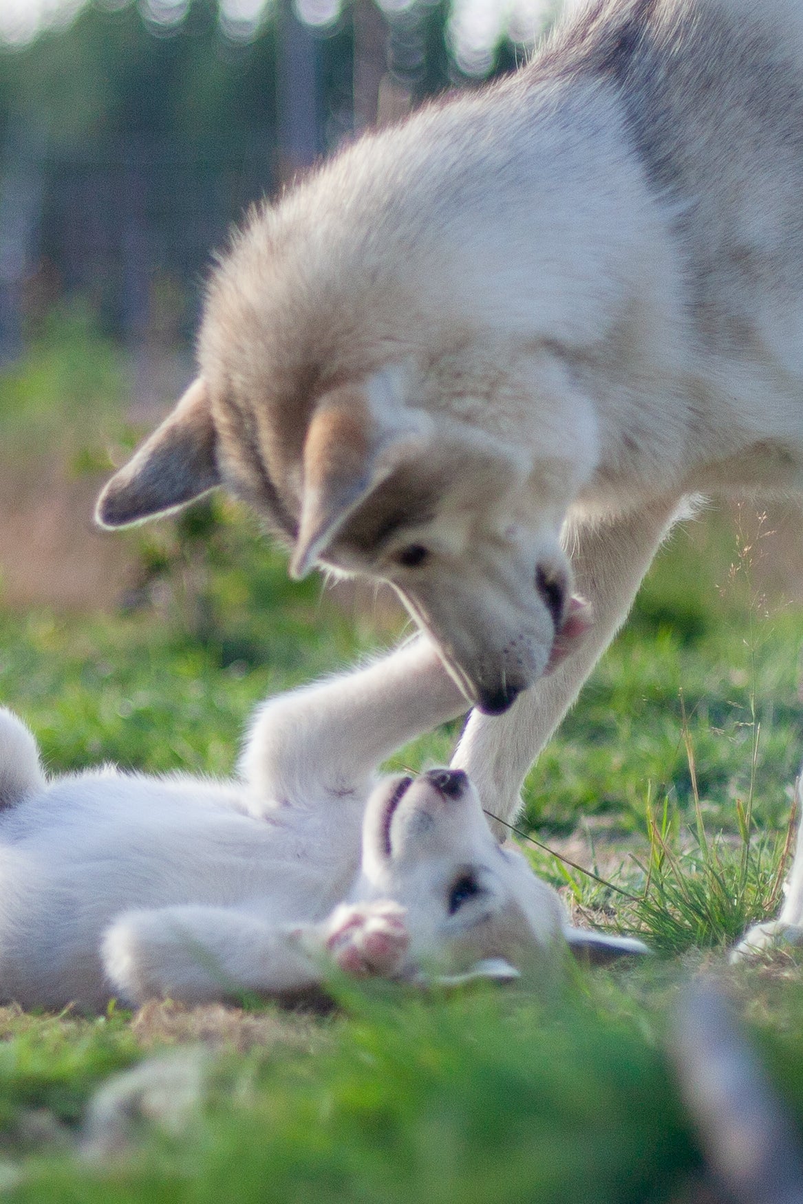 Kennel besøk