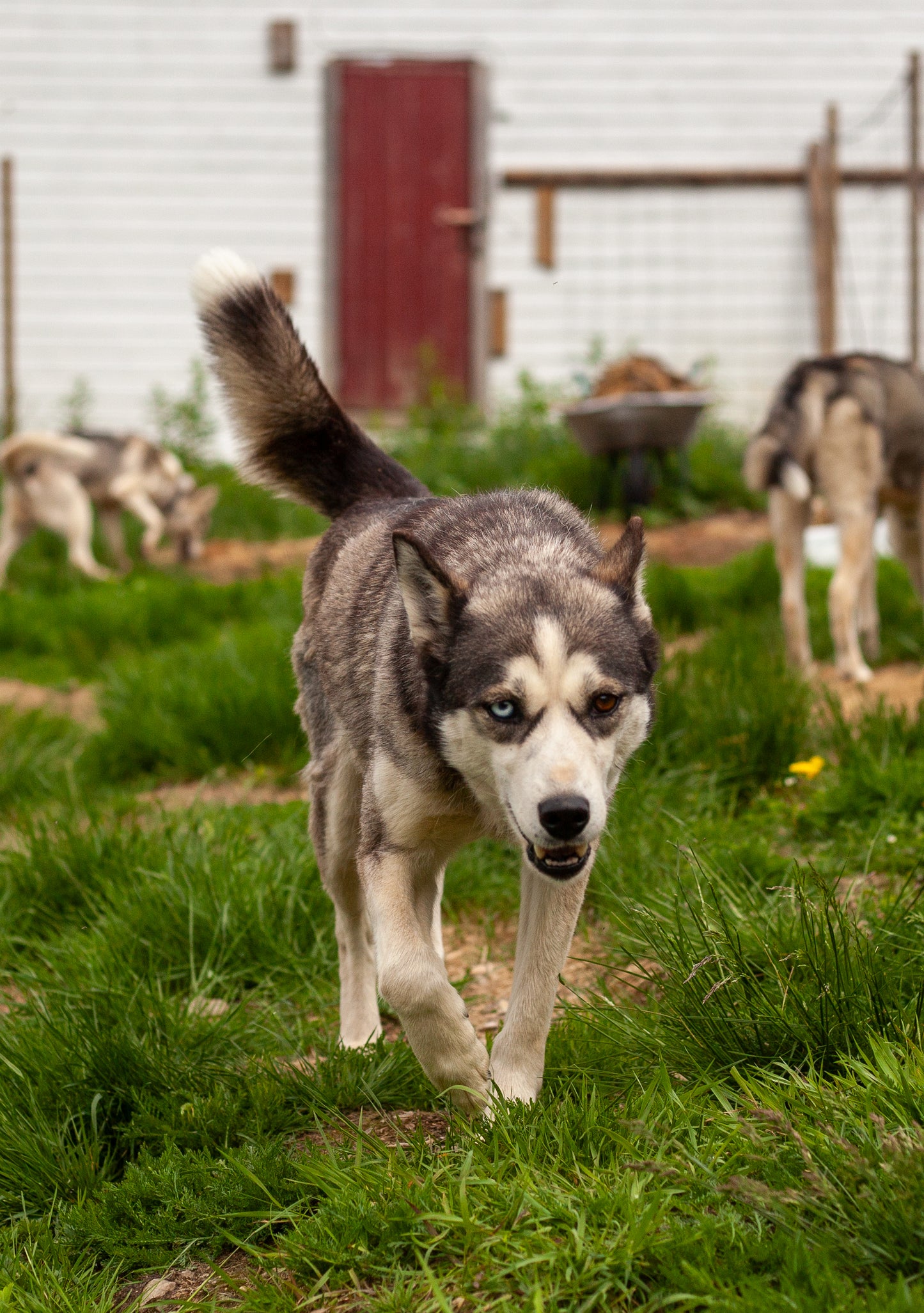 Kennel besøk