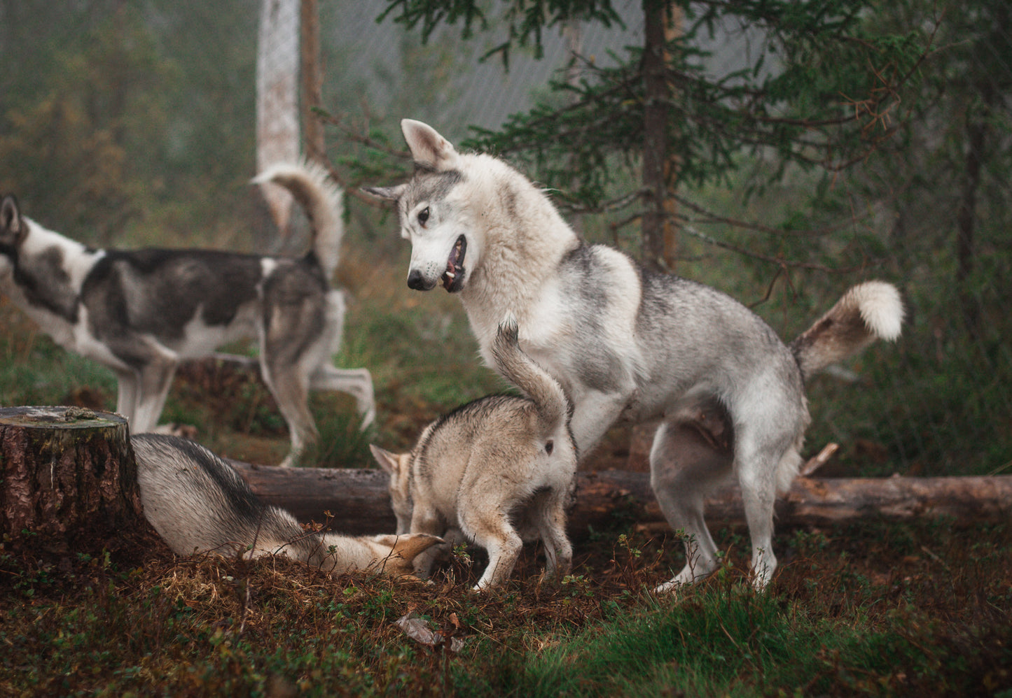 Kennel besøk