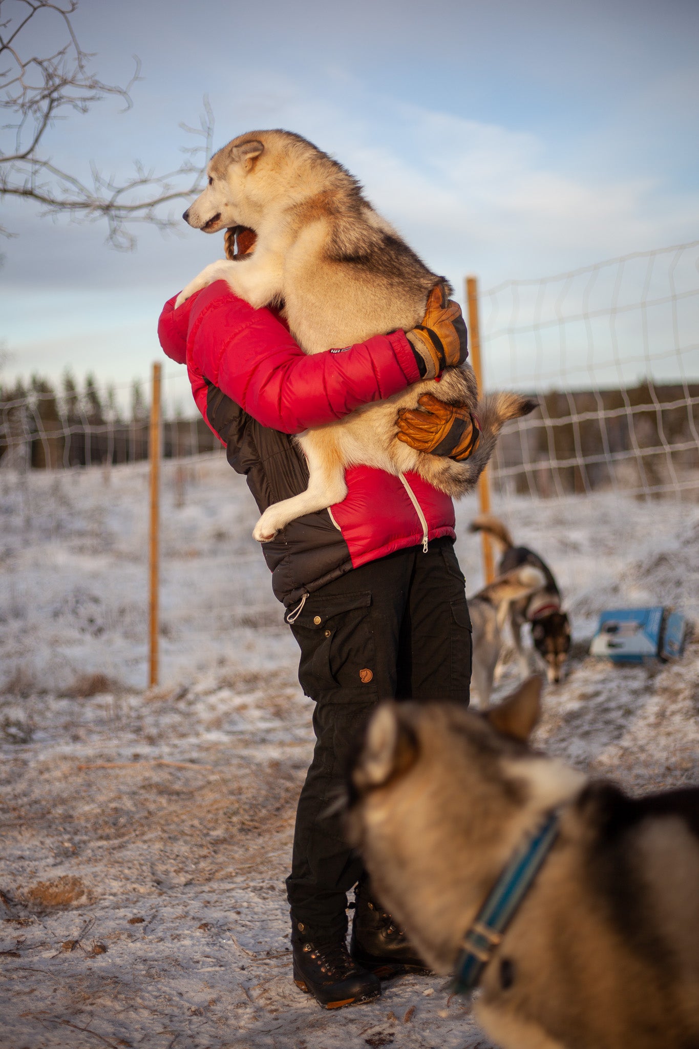 Kennel besøk