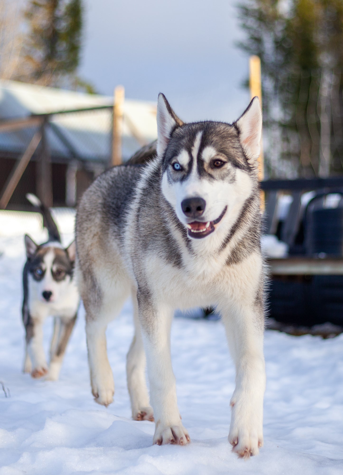 Kennel besøk
