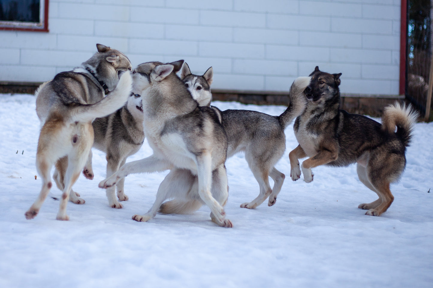 Kennel besøk