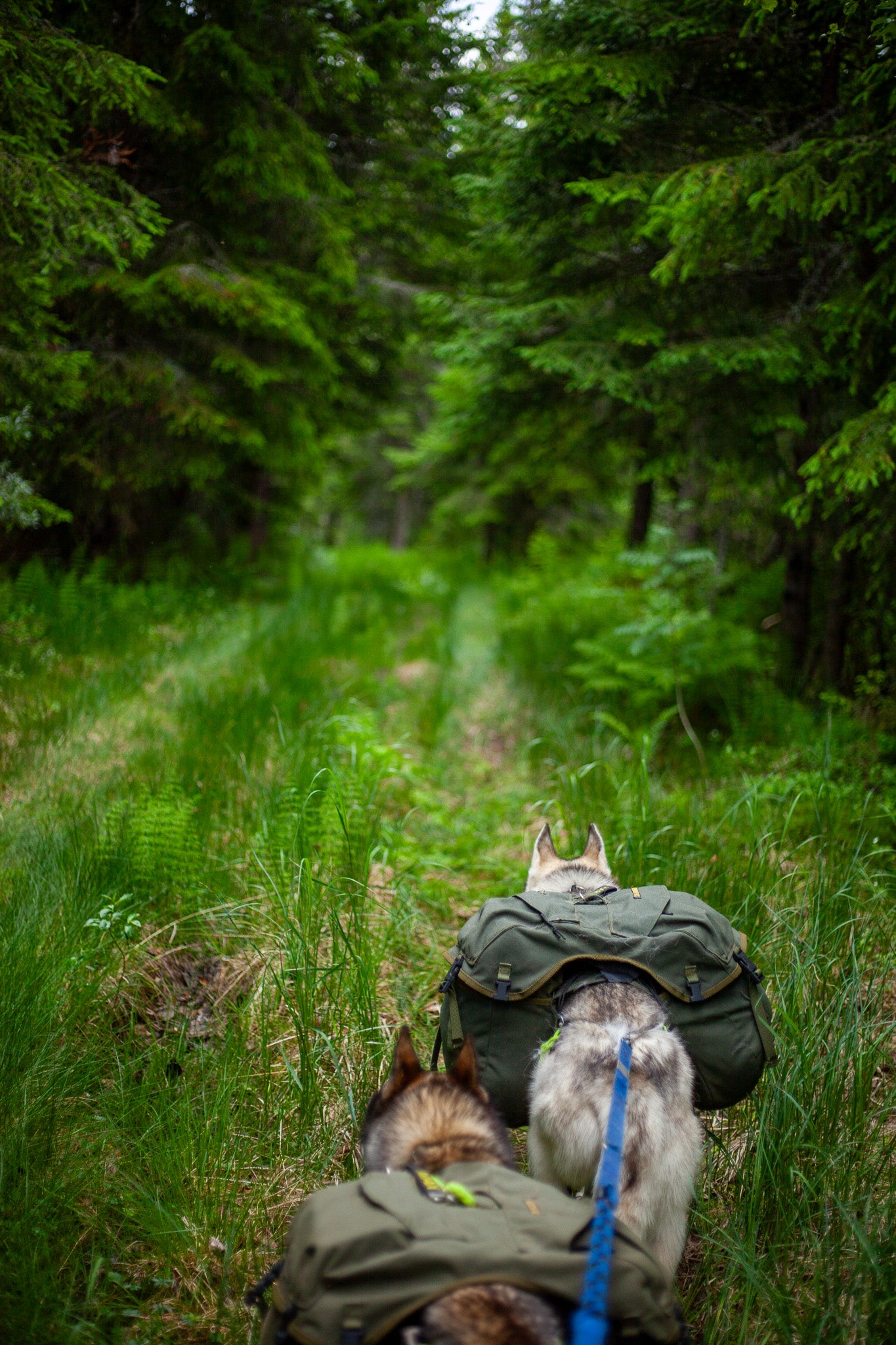 Guidet kløvtur i Finnskogen