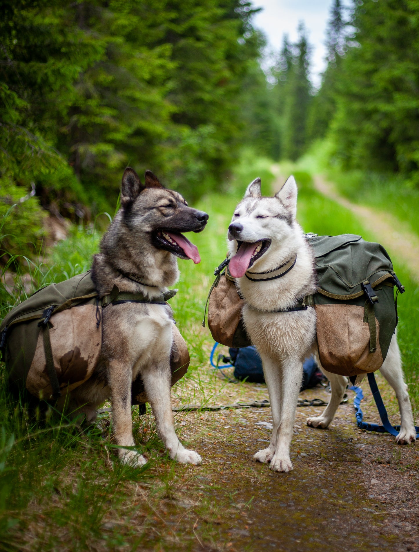 Guidet kløvtur i Finnskogen