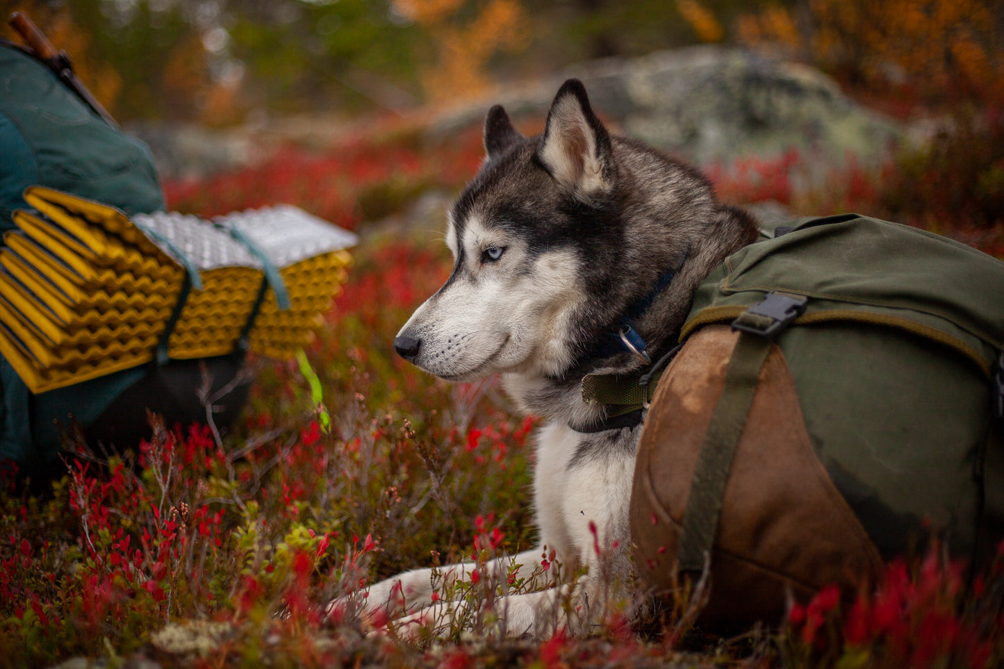 Guidet kløvtur i Finnskogen