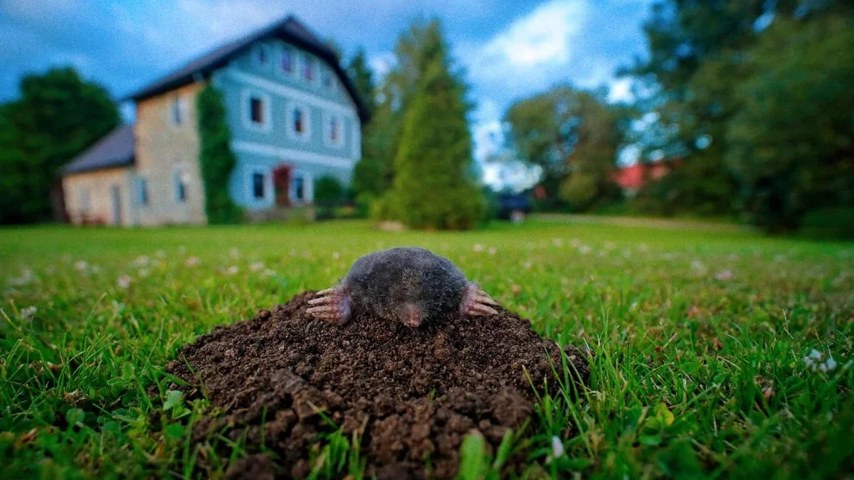Muldvarpen på plenen er ikke fienden – én feil kan ødelegge dens skjulte hjelp