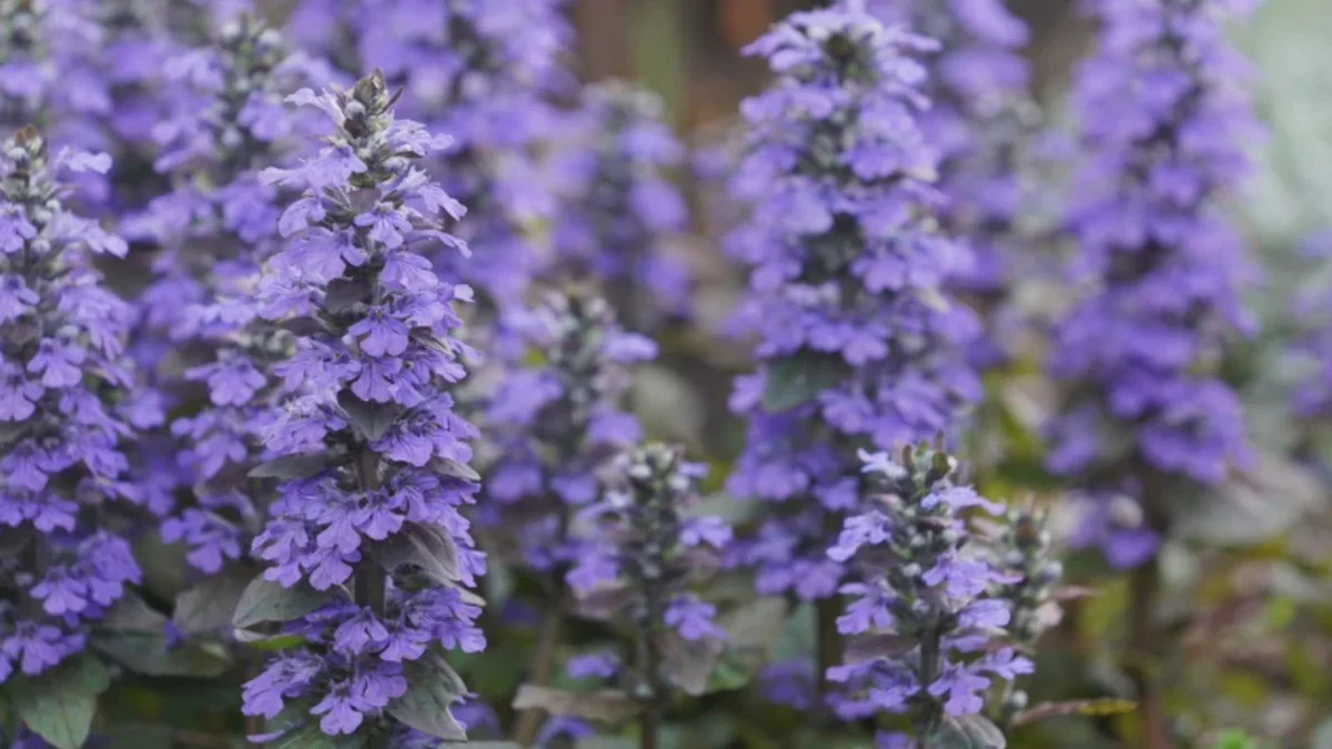Den blå stauderen som bier elsker: Derfor fortjener Corydalis &laquo;Spinners&raquo; en plass i hagen